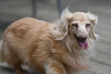 f:id:animal_protections:20210717153126j:plain