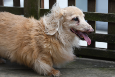 f:id:animal_protections:20210717153144j:plain
