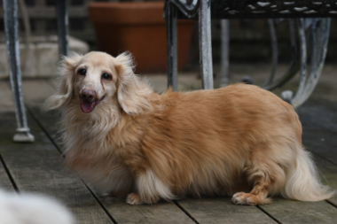 f:id:animal_protections:20210717153157j:plain