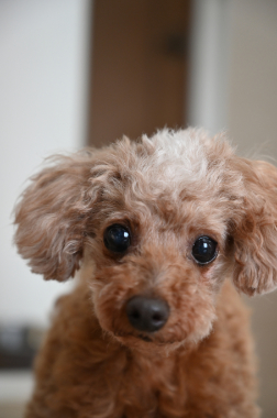 f:id:animal_protections:20210814163113j:plain