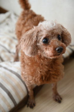 f:id:animal_protections:20210814163128j:plain