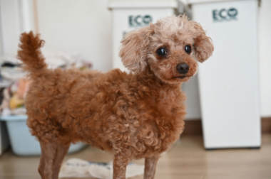 f:id:animal_protections:20210814163141j:plain