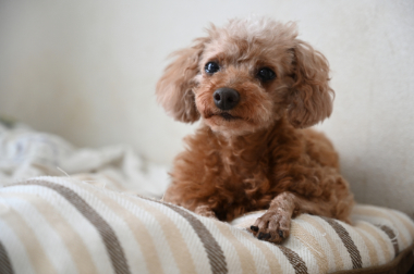f:id:animal_protections:20210814163152j:plain