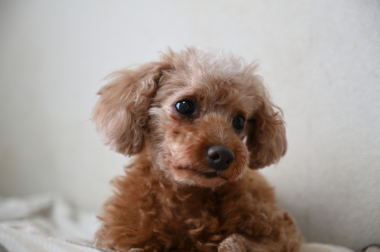 f:id:animal_protections:20210814163203j:plain