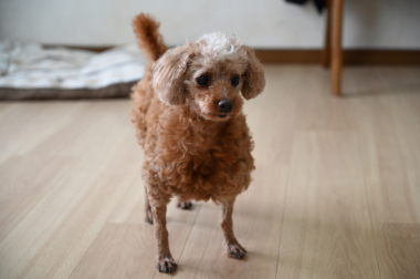 f:id:animal_protections:20210814163215j:plain