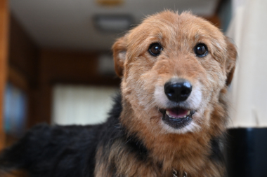 f:id:animal_protections:20211025215103j:plain