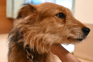 f:id:animal_protections:20211025215202j:plain