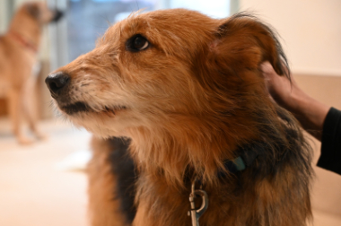 f:id:animal_protections:20211025215214j:plain