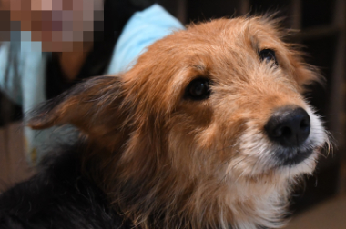 f:id:animal_protections:20211025215231j:plain