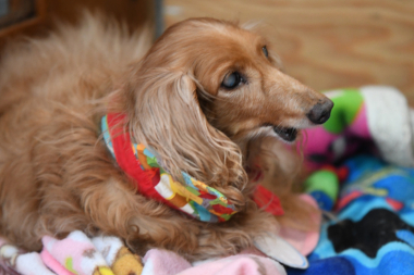 f:id:animal_protections:20211129120538j:plain