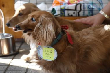 f:id:animal_protections:20211129120557j:plain