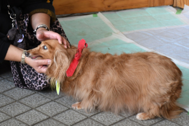 f:id:animal_protections:20211129120620j:plain