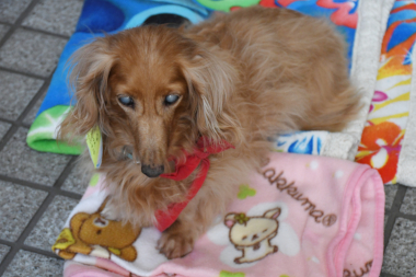 f:id:animal_protections:20211129120632j:plain