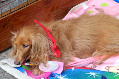 f:id:animal_protections:20211129120643j:plain