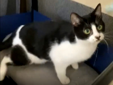 f:id:animal_protections:20211215072603j:plain