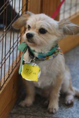 f:id:animal_protections:20211220214935j:plain