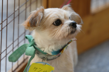 f:id:animal_protections:20211220215002j:plain