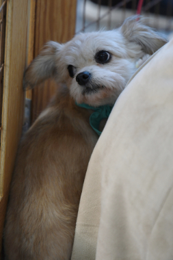 f:id:animal_protections:20211220215043j:plain