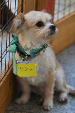f:id:animal_protections:20211220215103j:plain