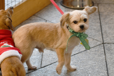 f:id:animal_protections:20211220215120j:plain