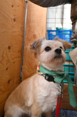 f:id:animal_protections:20211220215242j:plain
