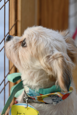 f:id:animal_protections:20211220215256j:plain