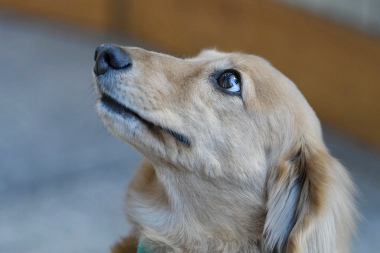 f:id:animal_protections:20211224123324j:plain