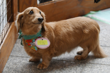 f:id:animal_protections:20211224123359j:plain