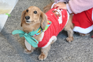 f:id:animal_protections:20211224123455j:plain