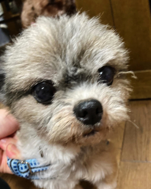 f:id:animal_protections:20220107212218j:plain