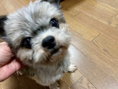 f:id:animal_protections:20220107212314j:plain