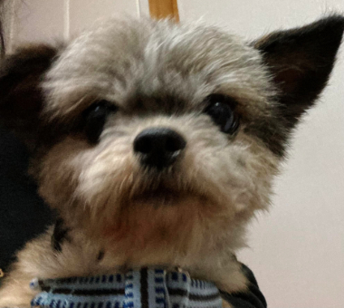 f:id:animal_protections:20220107212330j:plain