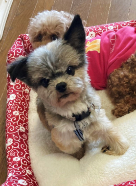 f:id:animal_protections:20220107212345j:plain