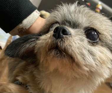 f:id:animal_protections:20220107212357j:plain