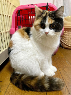 f:id:animal_protections:20220110155743j:plain