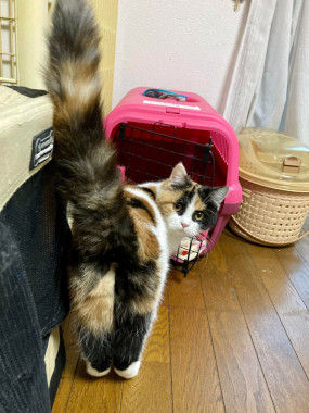 f:id:animal_protections:20220110155809j:plain