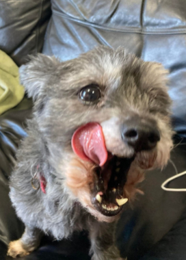 f:id:animal_protections:20220112163035j:plain