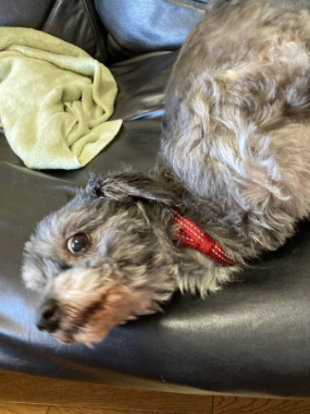 f:id:animal_protections:20220112163127j:plain