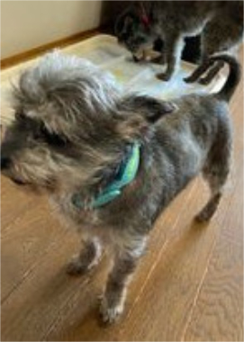 f:id:animal_protections:20220112164009j:plain