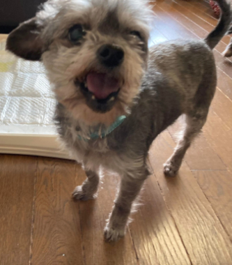 f:id:animal_protections:20220112164054j:plain