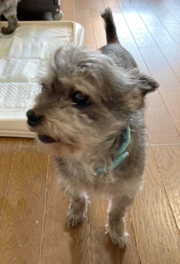 f:id:animal_protections:20220112164134j:plain