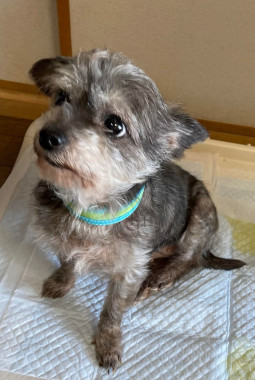 f:id:animal_protections:20220112164715j:plain