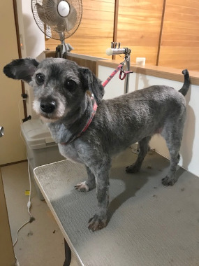 f:id:animal_protections:20220112210452j:plain