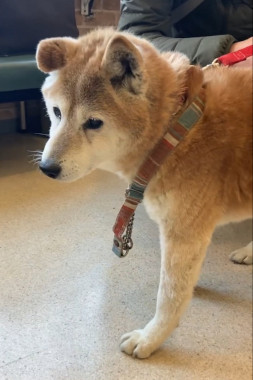 f:id:animal_protections:20220218211937j:plain