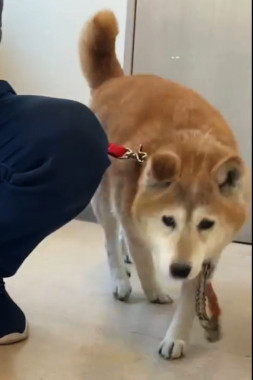 f:id:animal_protections:20220218211950j:plain