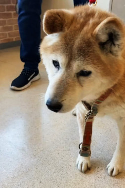 f:id:animal_protections:20220218212033j:plain