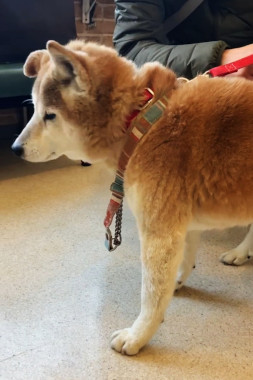 f:id:animal_protections:20220218212047j:plain