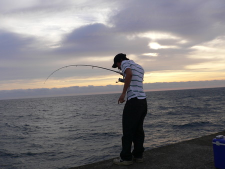 f:id:animalno1:20060828055211j:image