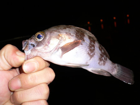 f:id:animalno1:20061105223022j:image