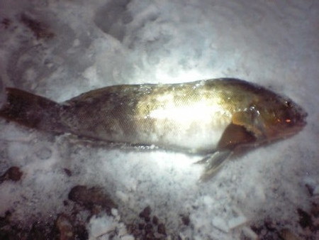 20070124194900